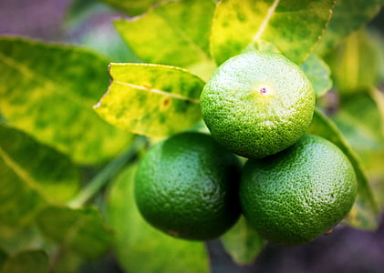 lime, lemon, slice, green, whole, white, leaf