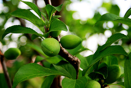 plums, rounded, pointed, green, shiny, young, growing
