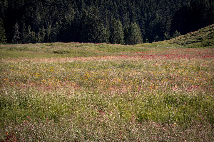 cảnh quan, Thiên nhiên, Meadow, cỏ tự nhiên, Tất nhiên, Mountain meadow, Các loại thảo mộc