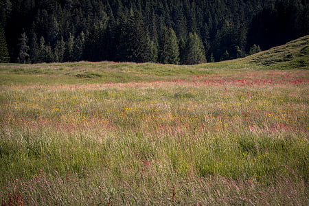 paysage, nature, Meadow, pelouse naturelle, Bien sûr, Prairie de montagne, fines herbes
