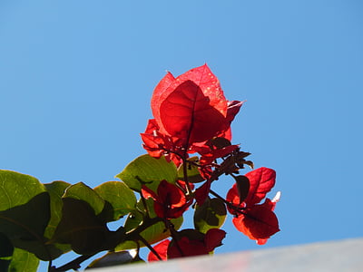 лоза, растителна, червено цвете, Санта рита, природата, червен, Bougainvillea