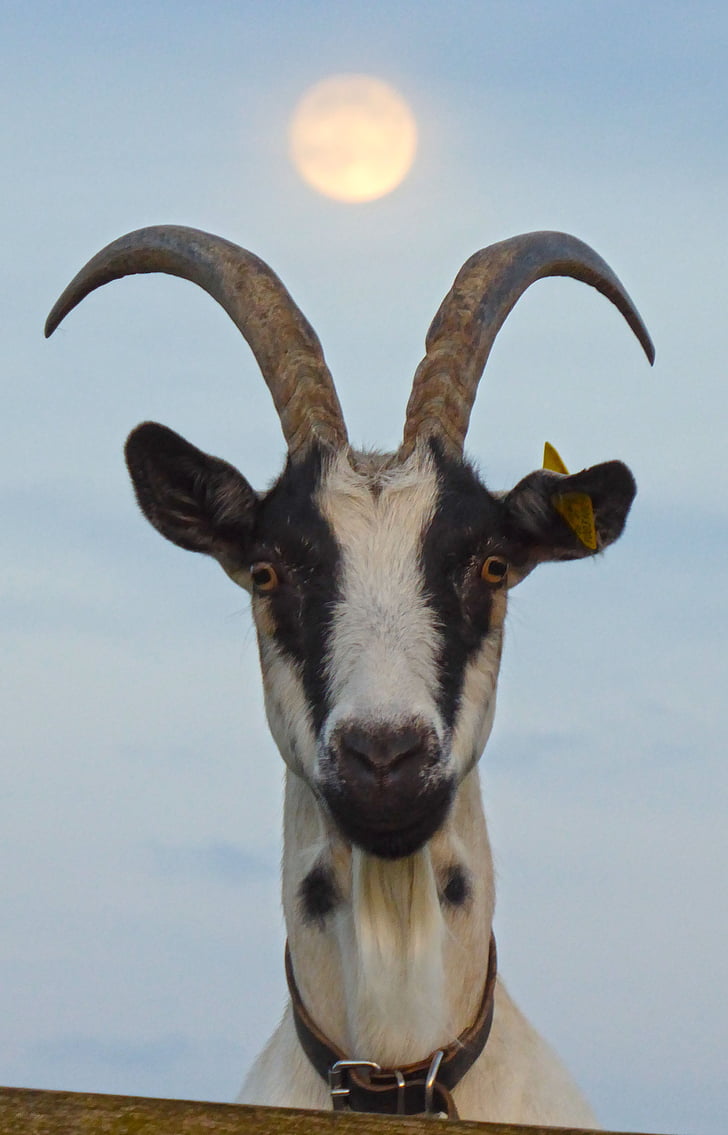 goat, pet, moon, nature, full moon