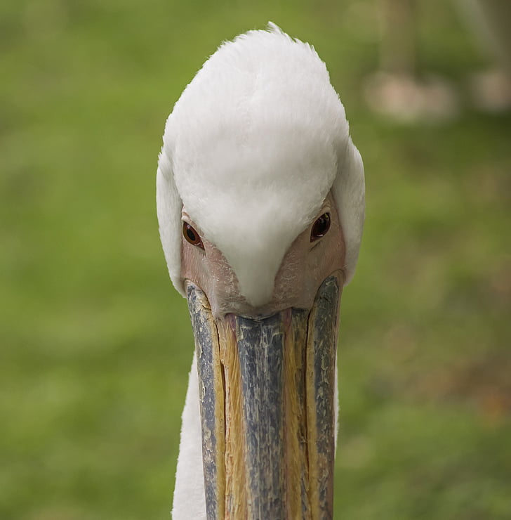 pelican, bird, nature, water, wildlife, animal, white