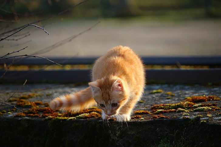 γάτα, γατάκι, σκουμπρί κόκκινο τιγρέ, βρύο, πέτρινο τοίχο, γάτα μωρό, νεαρή γάτα