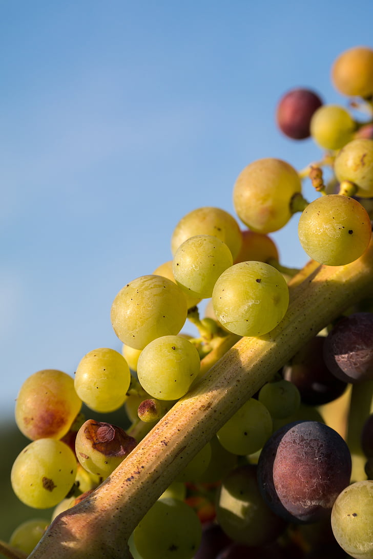 wine, grapes, immature, pinot noir, fruit, vine, cultivation