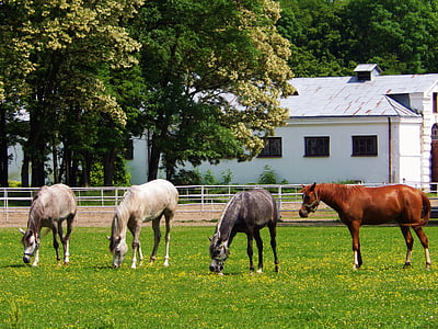 кон, коне, запаси, арабски кон, конят