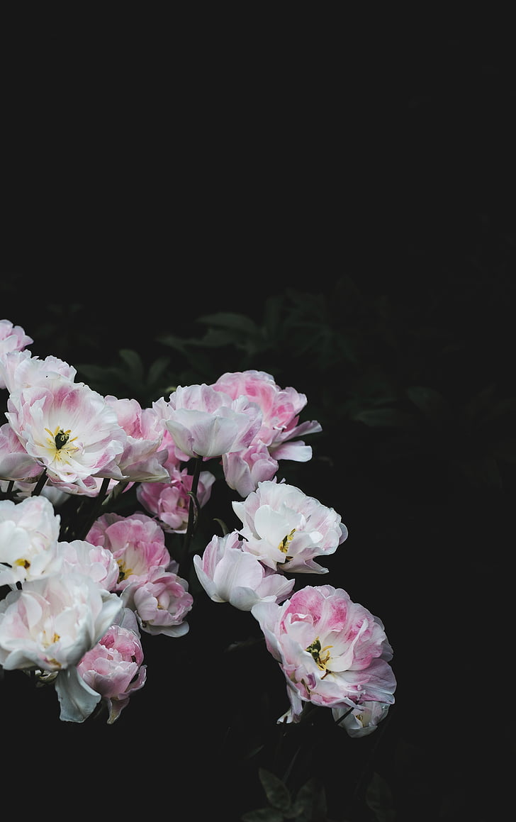 dark, night, plants, flower, petals, nature, pink Color