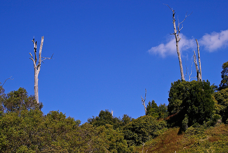 landskab, træer, døde træer, grøn, Australien