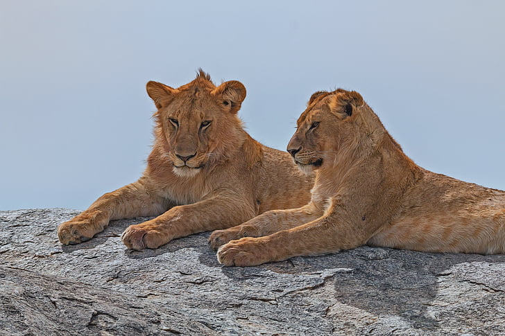 lejon, Afrika, Serengeti, djur, Safari, vilda djur, Feline