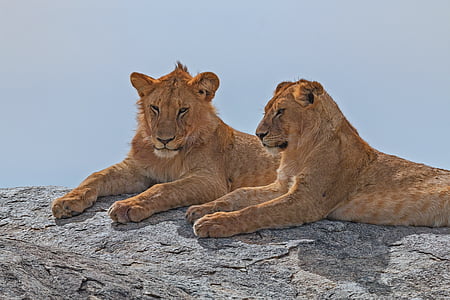 Leão, África, Serengeti, animal, safári, vida selvagem, felino