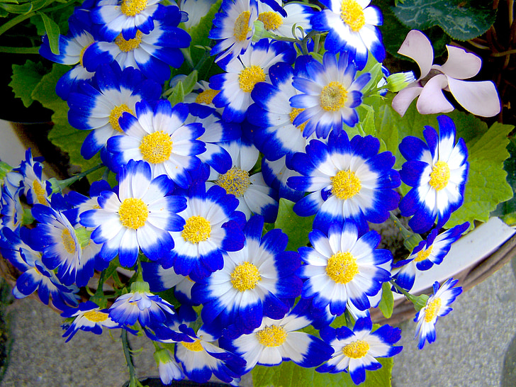 niebieski, wiosna kwiat, ogród