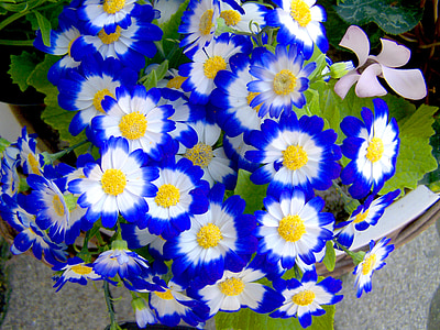 bleu, fleur de printemps, jardin