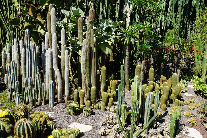 cacto, verde, planta, jardim botânico, Überlingen