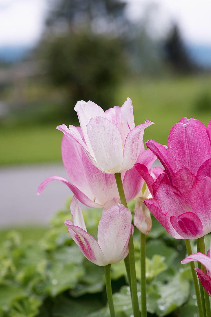 tulipán, rózsaszín, kert, tavaszi, virágok, rózsaszín virágok, rózsaszín tulipán