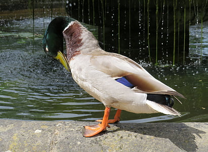 патица, зеленоглава патица, езерото, птица, вода, измиване, preening