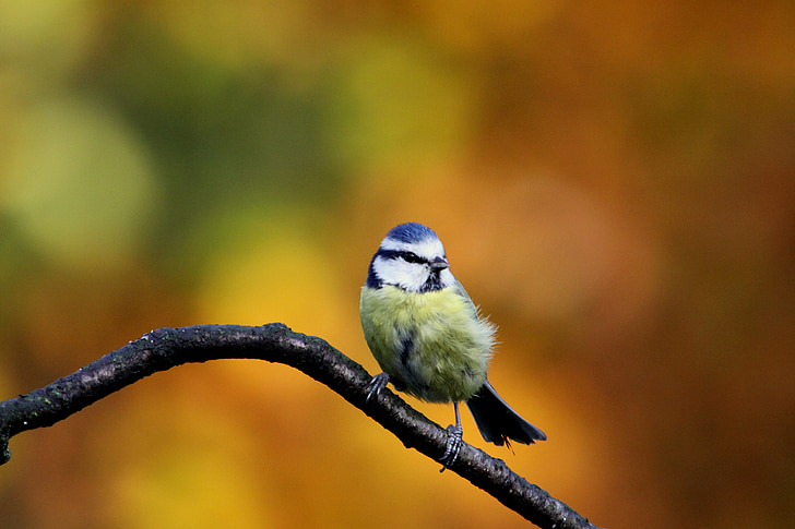 tit blu, uccello, colori, autunno