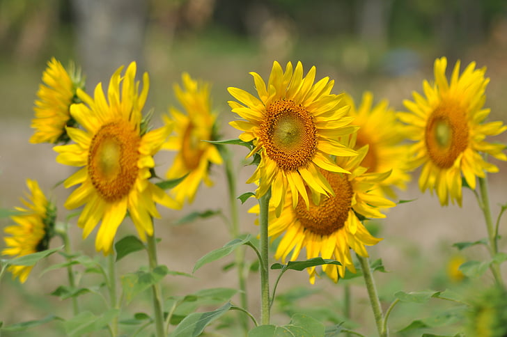 sunflowers, field, flowers, nature, agriculture, floral, farming