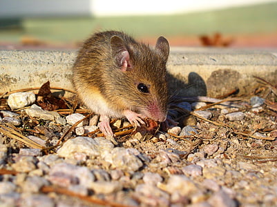 miš, životinja, glodavaca