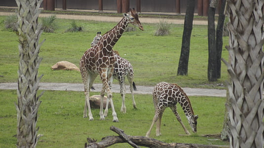 žirafa, biljni i životinjski svijet, životinja, Safari, priroda