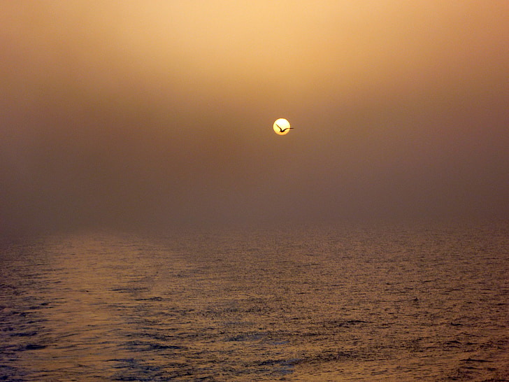 solnedgång, havet, Grekland, Holiday, Seagull, semester, naturen