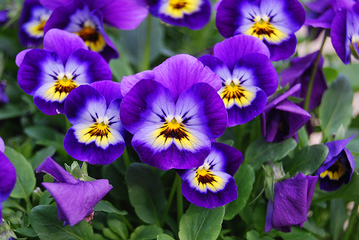 blomster, natur, Viola cornuta l, blomst, anlegget, lilla, Sommer