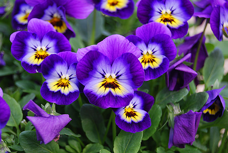 bloemen, natuur, Viola cornuta l, bloem, plant, paars, zomer