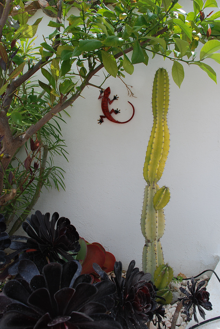 garden, cactus, courtyard, lizard, spain, mediterranean
