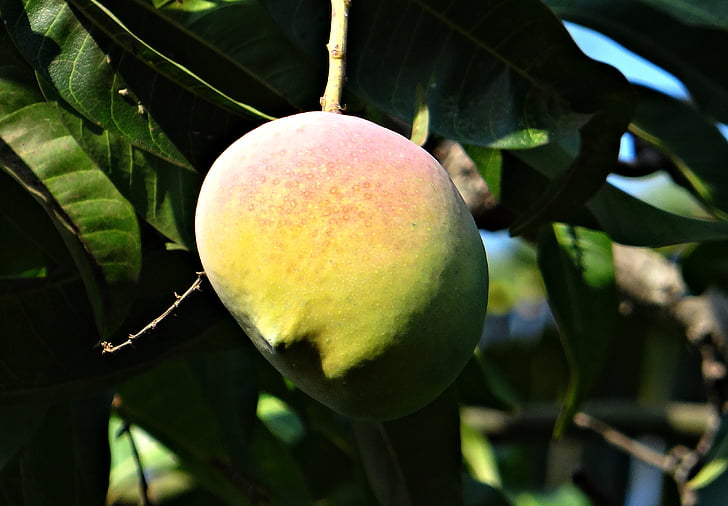 mango, árbol de mango, madura, fruta, Dharwad, India, alimentos