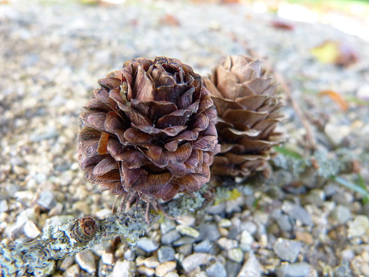 larch, larch cones, tree, conifer, tap, brown
