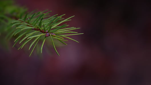 branch, conifer show, pine branch, spruce, plant, nature, needles