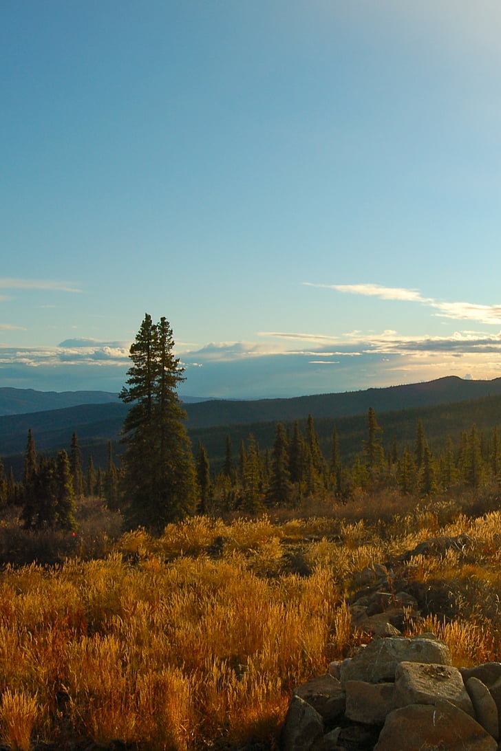 Yukon, St montanhas elias, topo da montanha, tundra, Verão, floresta, árvores de abeto