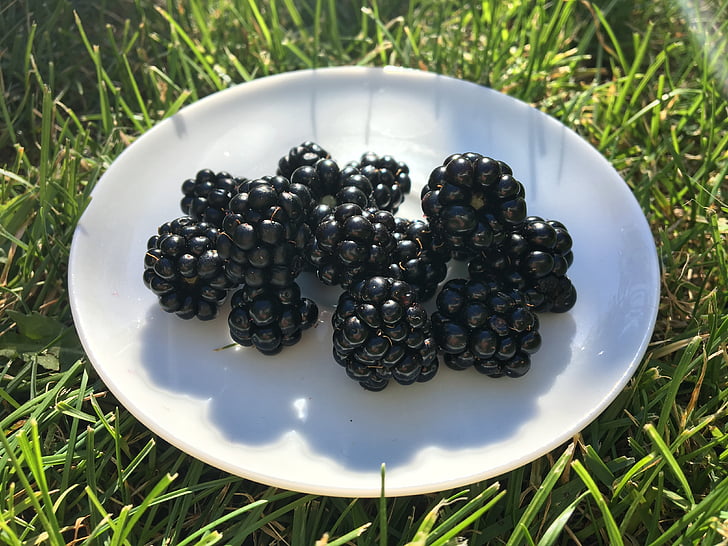 blackberries, plate, grass, green, fruit, harvest, white