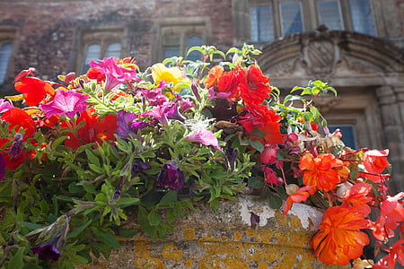 flores, vaso de flor, flores de verão, colorido, exuberante, decorativos, vermelho