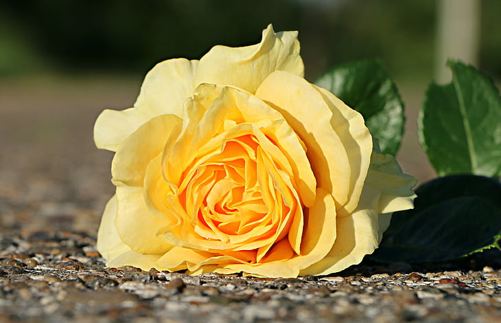 Rose, jaune, fleur, asphalte, un, a chuté, Closeup