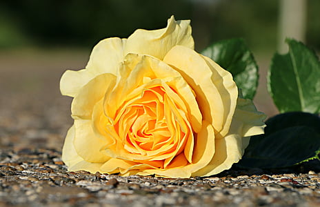 Роза, желтый, цветок, асфальт, один, упал, крупным планом