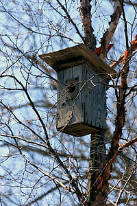 birdhouse, spring, house for birds, nature, trees, birch, living nature