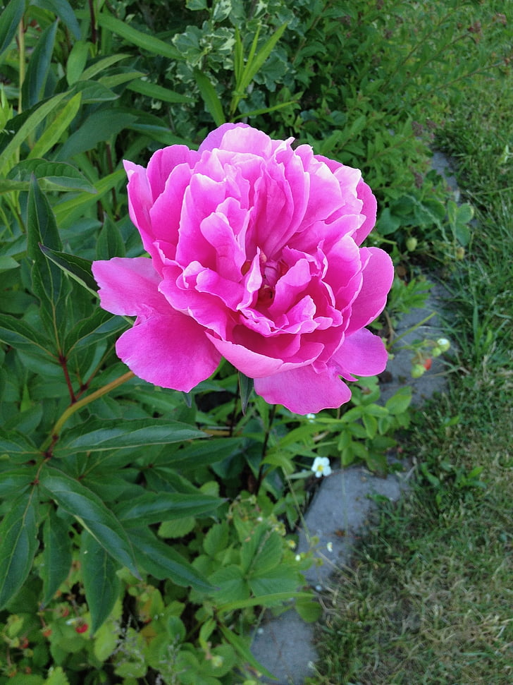 цветок, Гарц, Германия