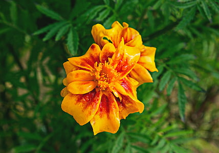 closeup, photography, yellow, marigold, flower, green, leaf