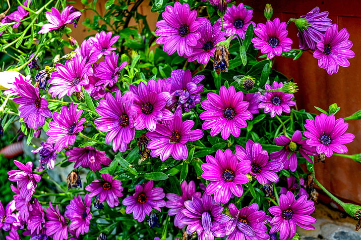 purple daisies, purple, flower, purple flowers, green, no people, growth