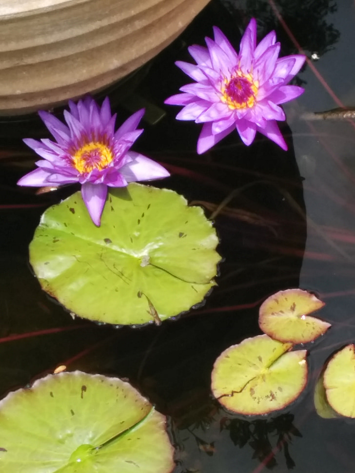 pond, summer, plant, floral, flower, blossom