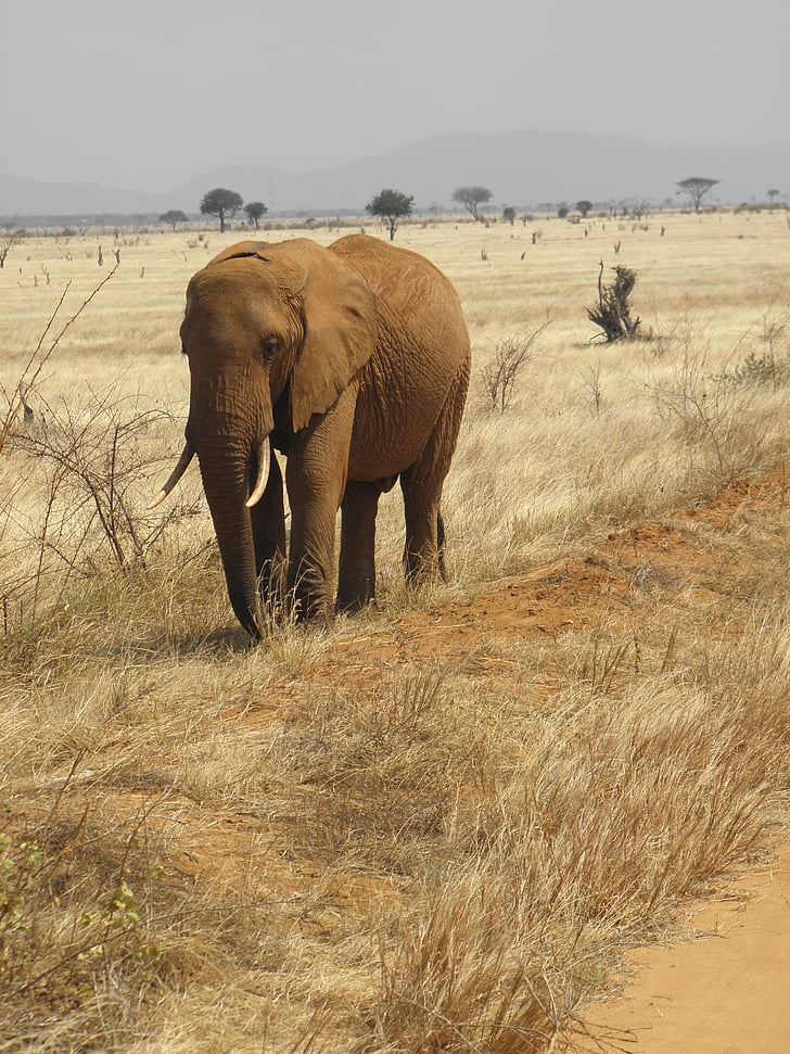 elefant, Wild, Kenya, dyreliv, natur, dyr, Safari