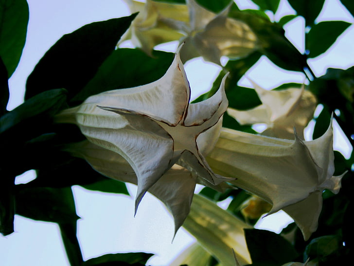 Lilys, Branco, tubulur, folha verde, jardim, luz, natureza