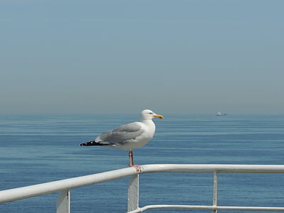 Seagull, fågel, vatten, England, Sky, sommar, Frankrike