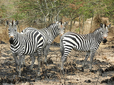 zebras, flock, curious, uganda, stripes, animals, wild animal