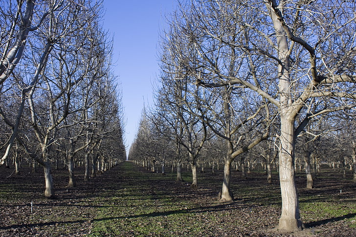 Orchard, põllumajandus, puud, Apple orchard, maal