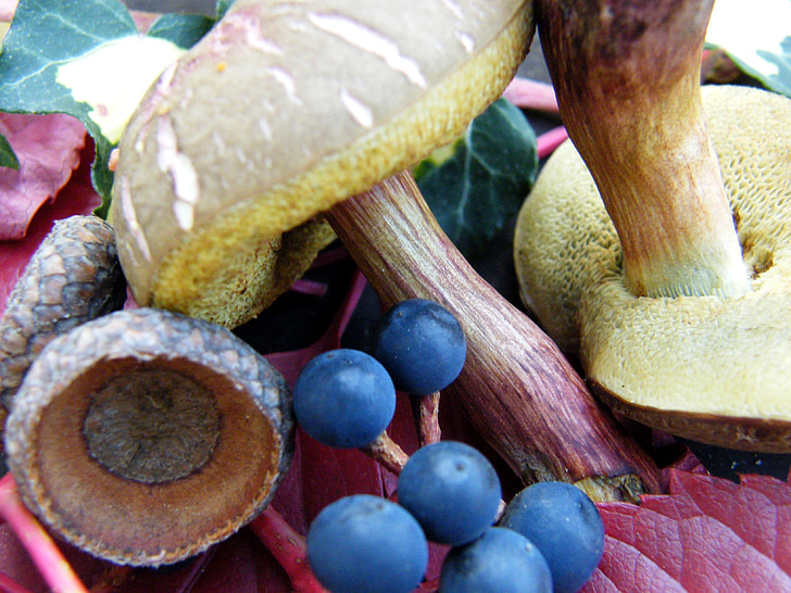 mushrooms, berries, autumn, forest, blue, golden, october