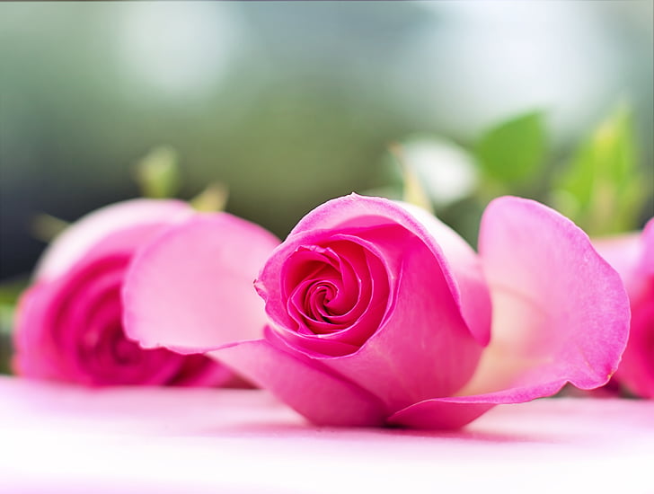 Rose rosa, Rose, fiori, storia d'amore, romantica, amore, San Valentino
