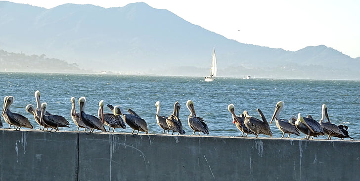 Pelican, lintu, ruskea pelican, Pelecanus, Pelecanus occidentalis, Bay, vesi
