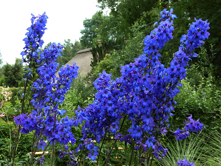 niebieskie kwiaty, Baldach, ozdobny ogród, Zamknij, wiosna, niebieski natternkopf