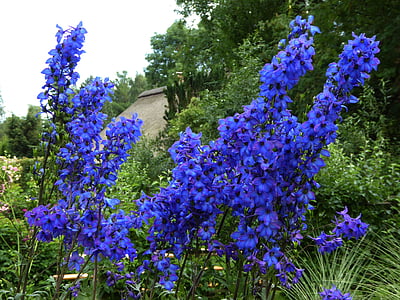 flores de color azul, umbela, jardín ornamental, cerrar, primavera, natternkopf azul